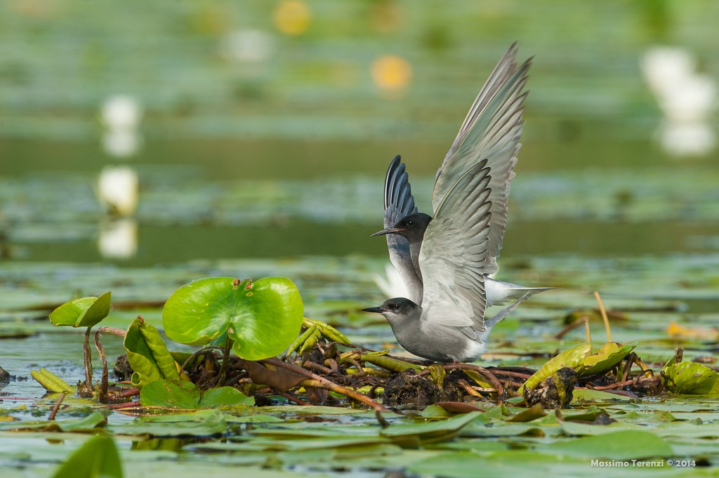 Black terns in the coupling step