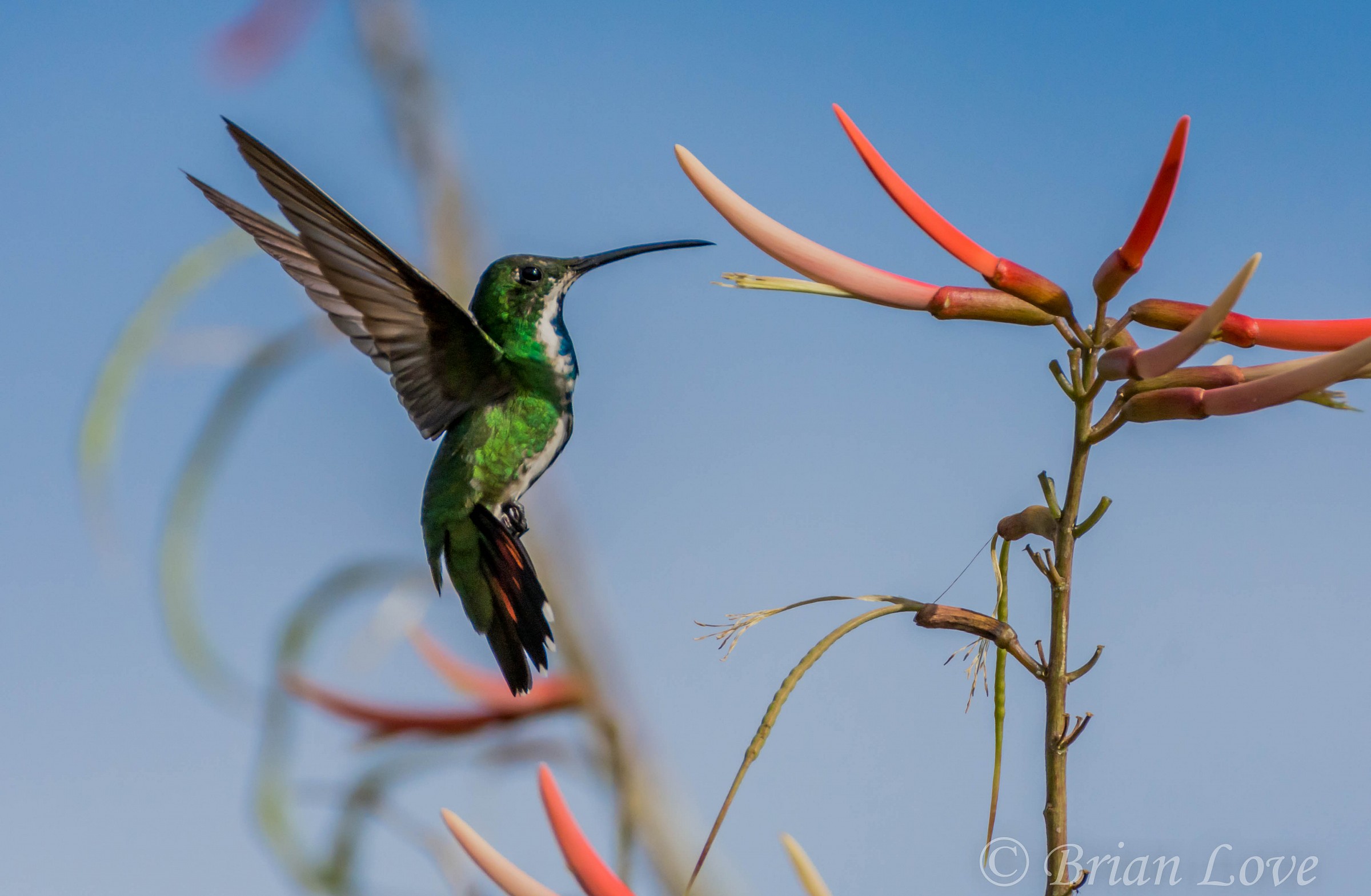 Black-throated Mango - Femminile
