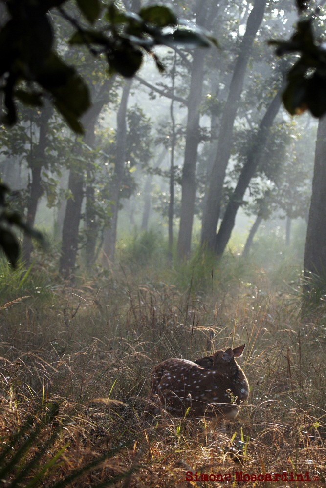 Alba a Bandhavgarh