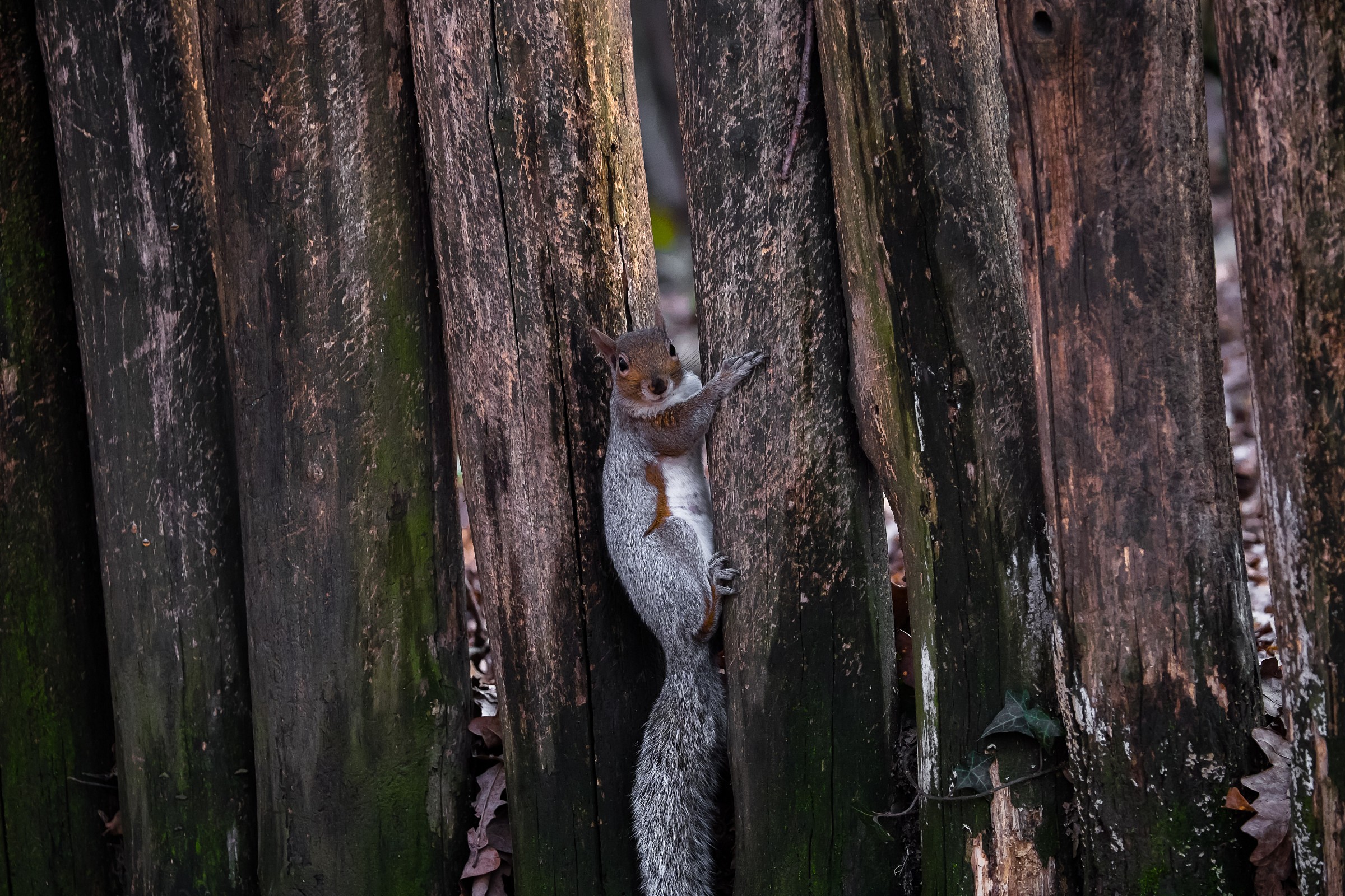 tentativo di mimetizzazione........