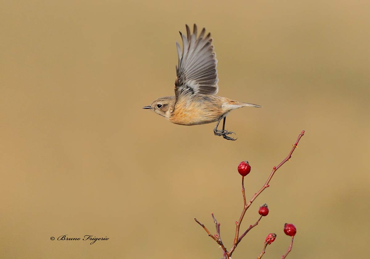 l'involo saltimpalo femmina
