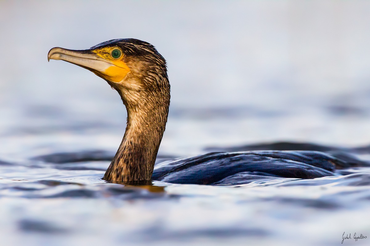 Cormorano (phalacrocorax carbo)