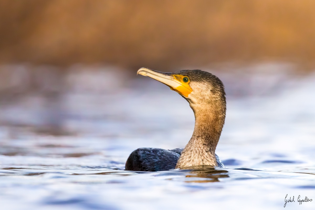 Cormorant (Phalacrocorax carbo)