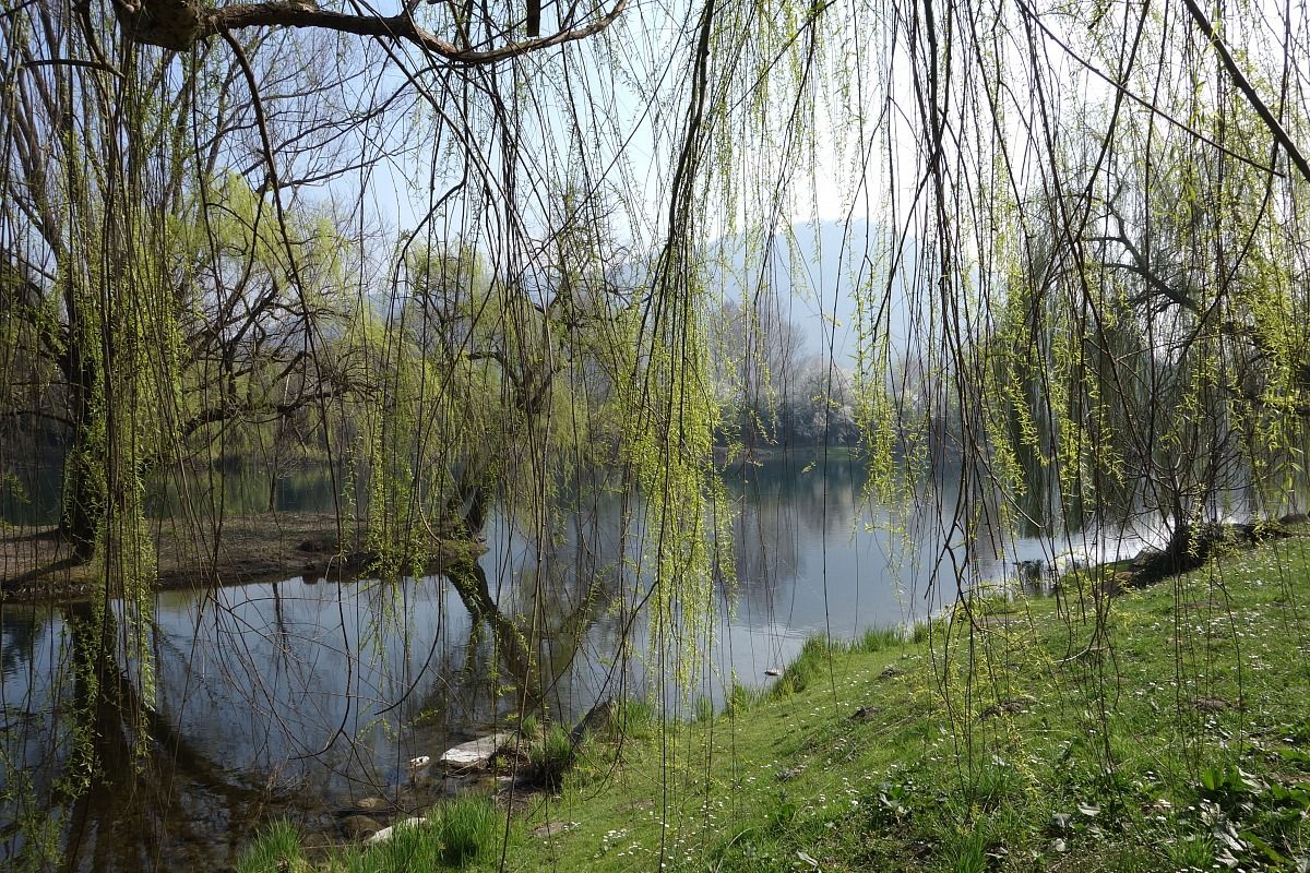 Salice piangente lungo il fiume