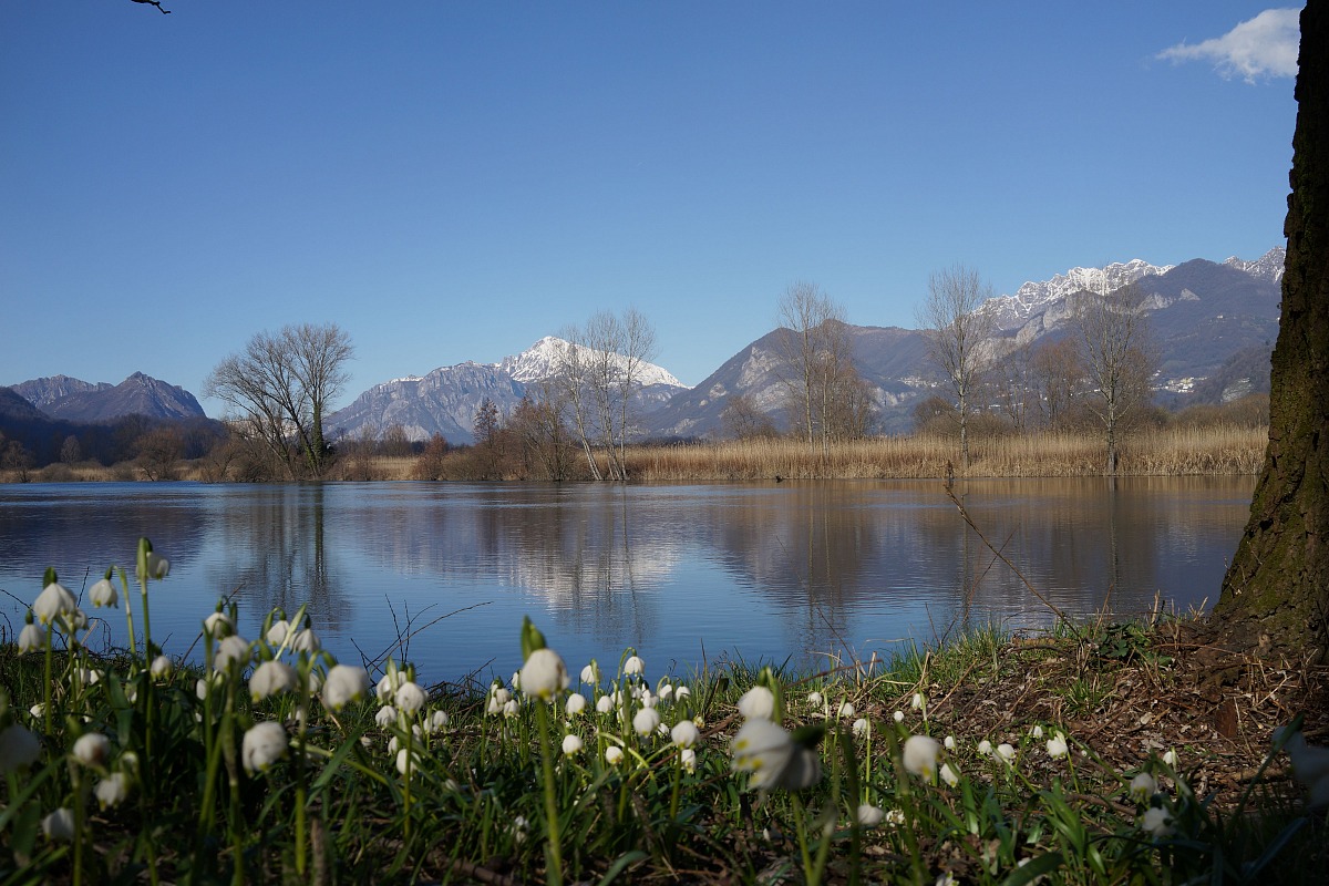 Campanellini di primavera lungo le rive del fiume