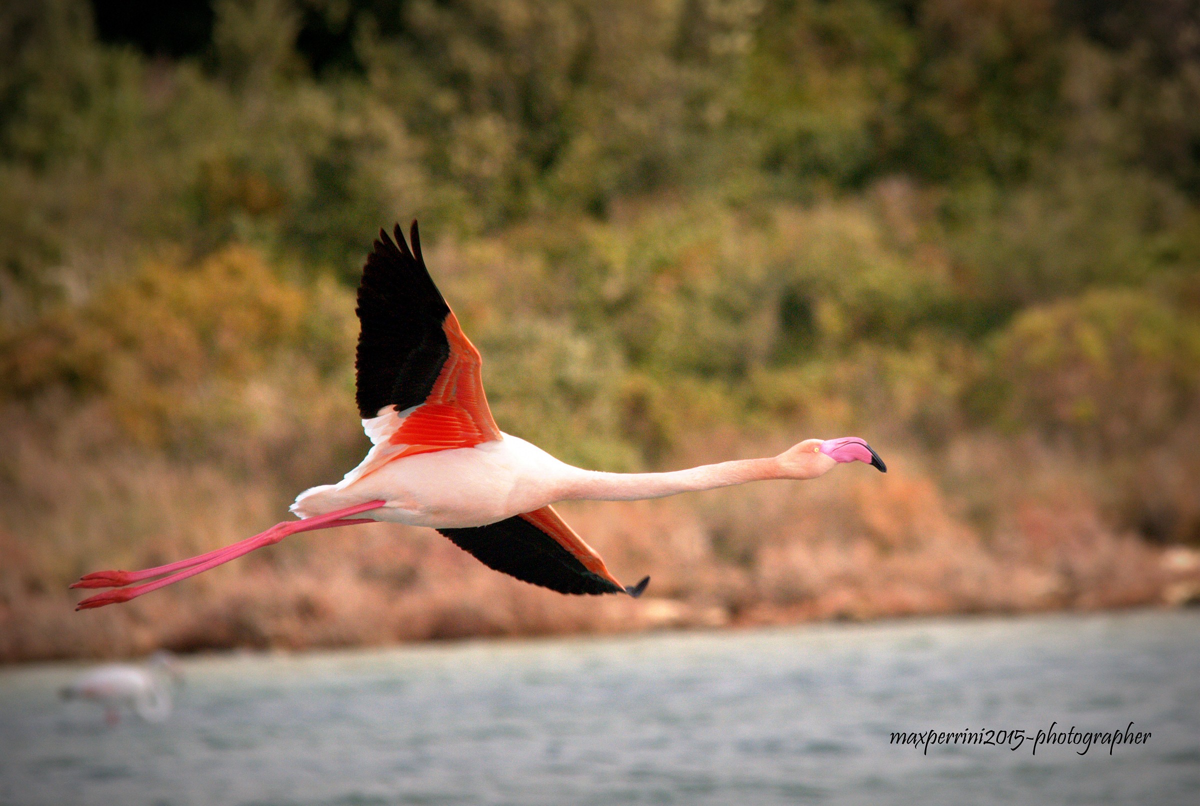 Fenicottero in volo.