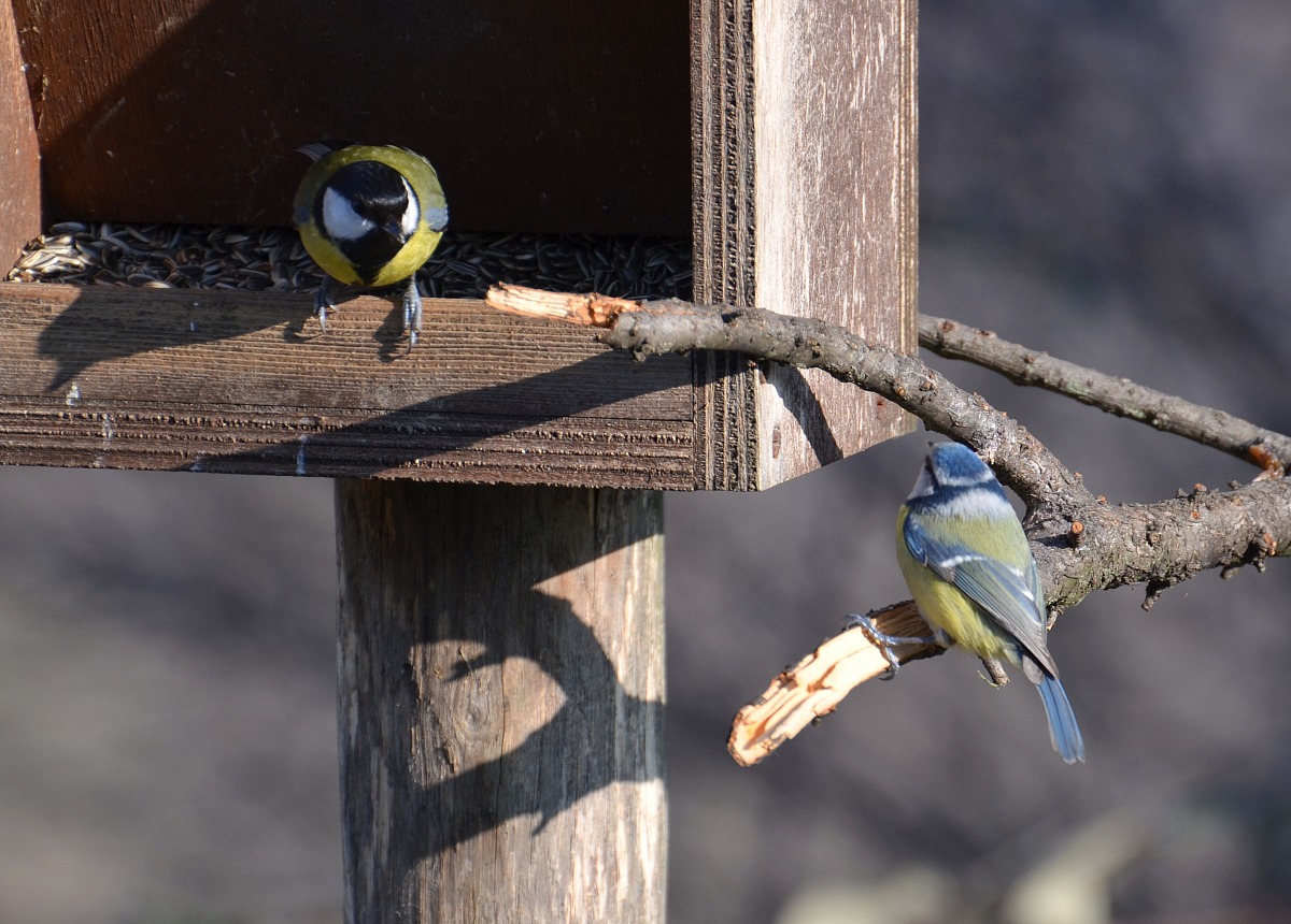 Cinciallegra e cinciarella