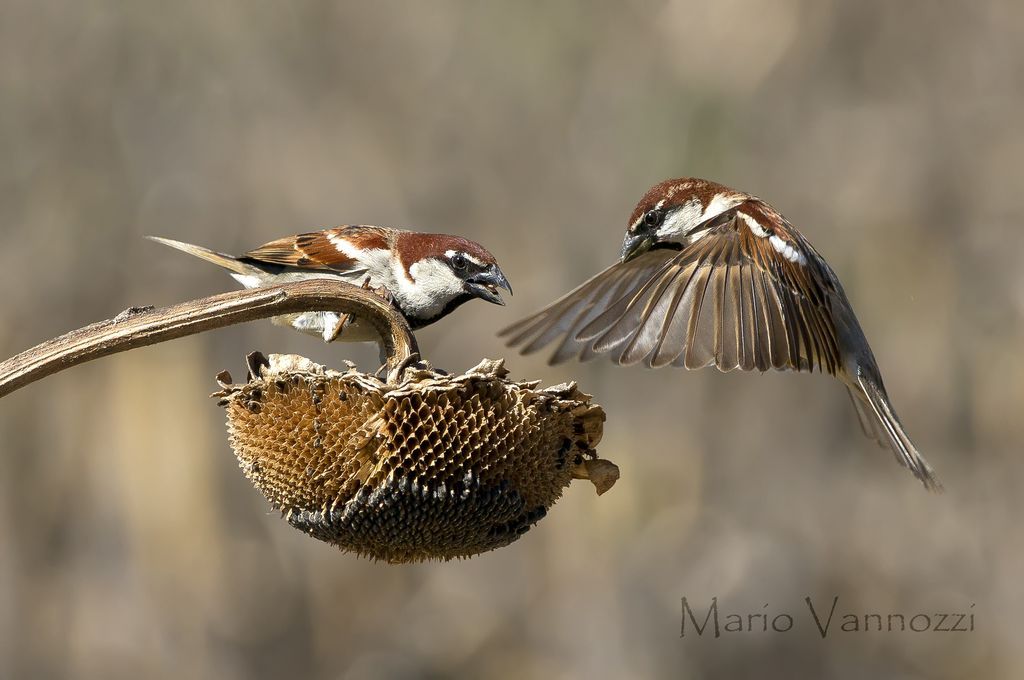 coming soon ... (Sparrows)