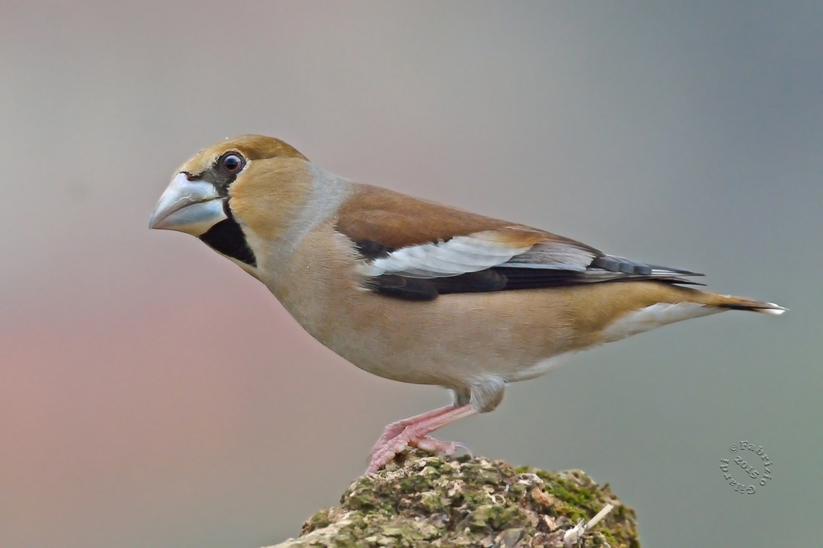 Frosone f. (Coccothraustes coccothraustes)