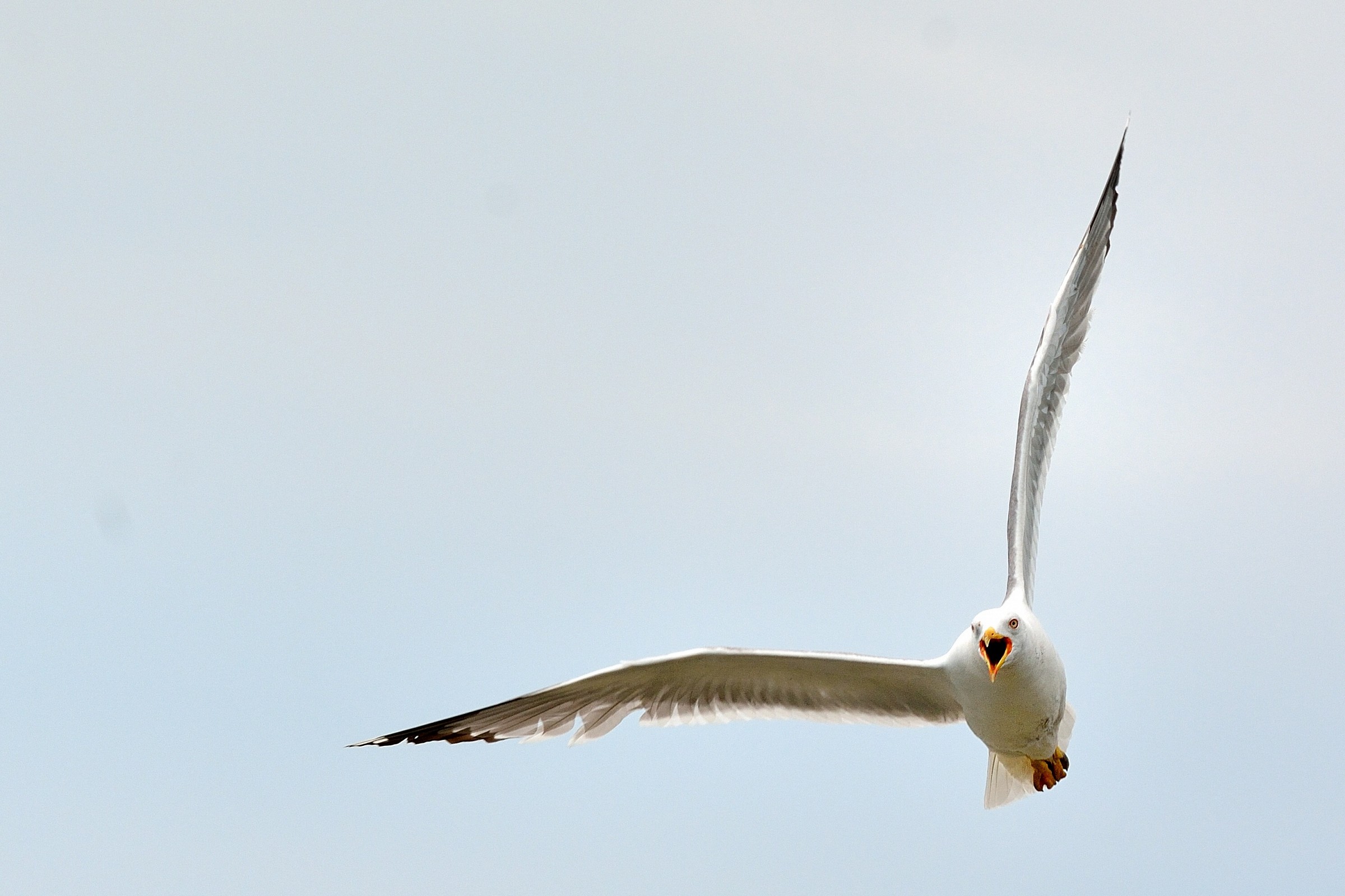 Difesa del territorio...