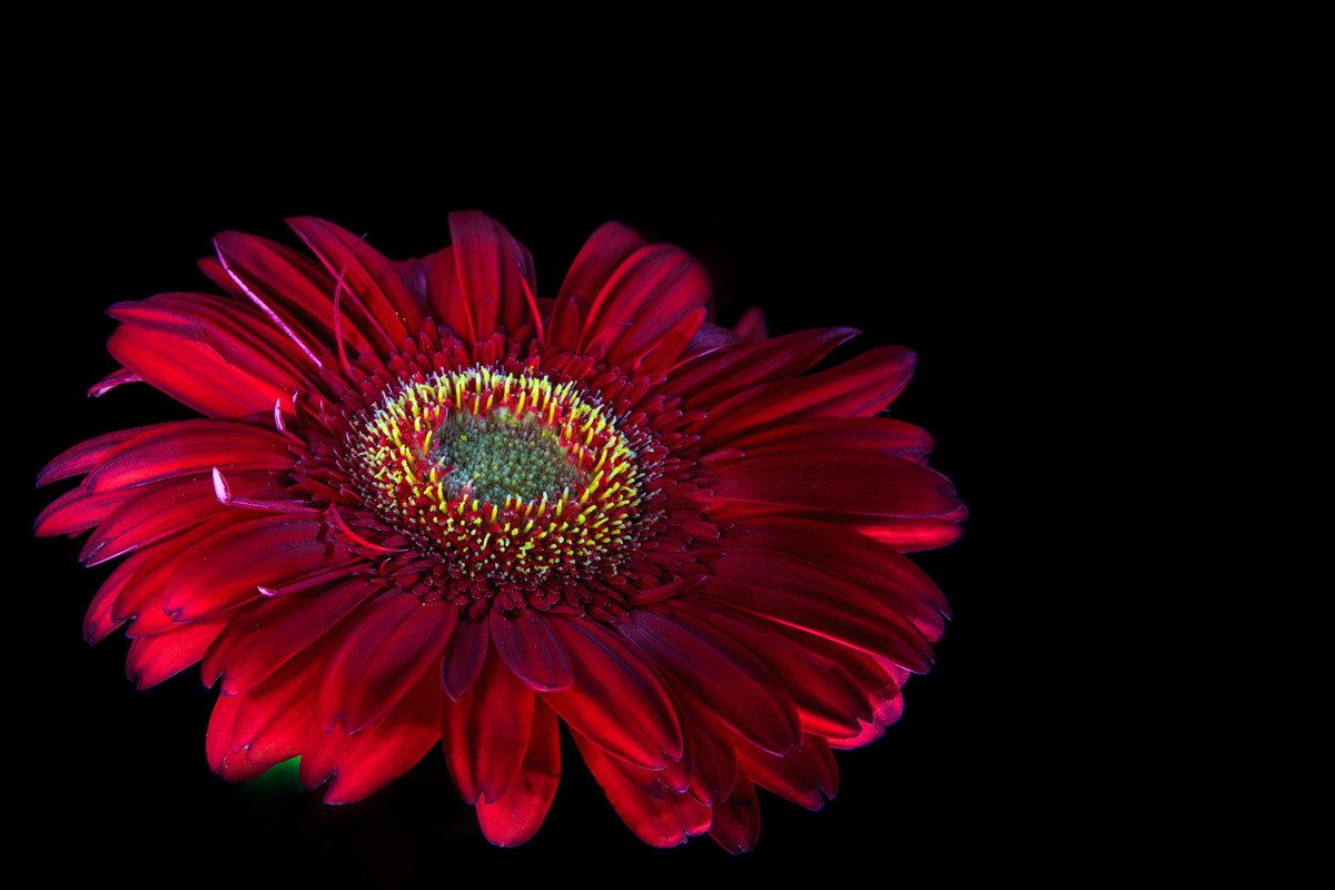 Gerbera rossa