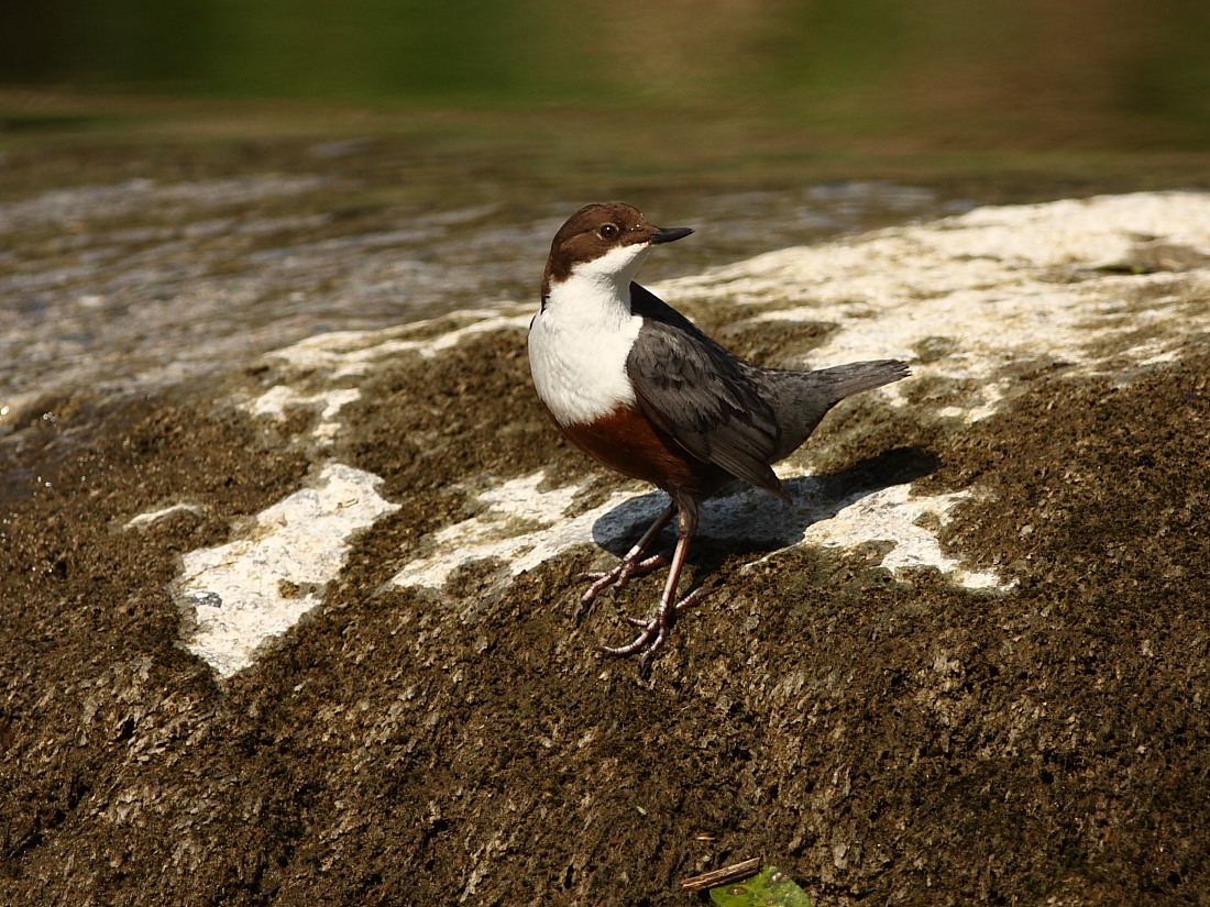 Il primo Merlo Acquaiolo