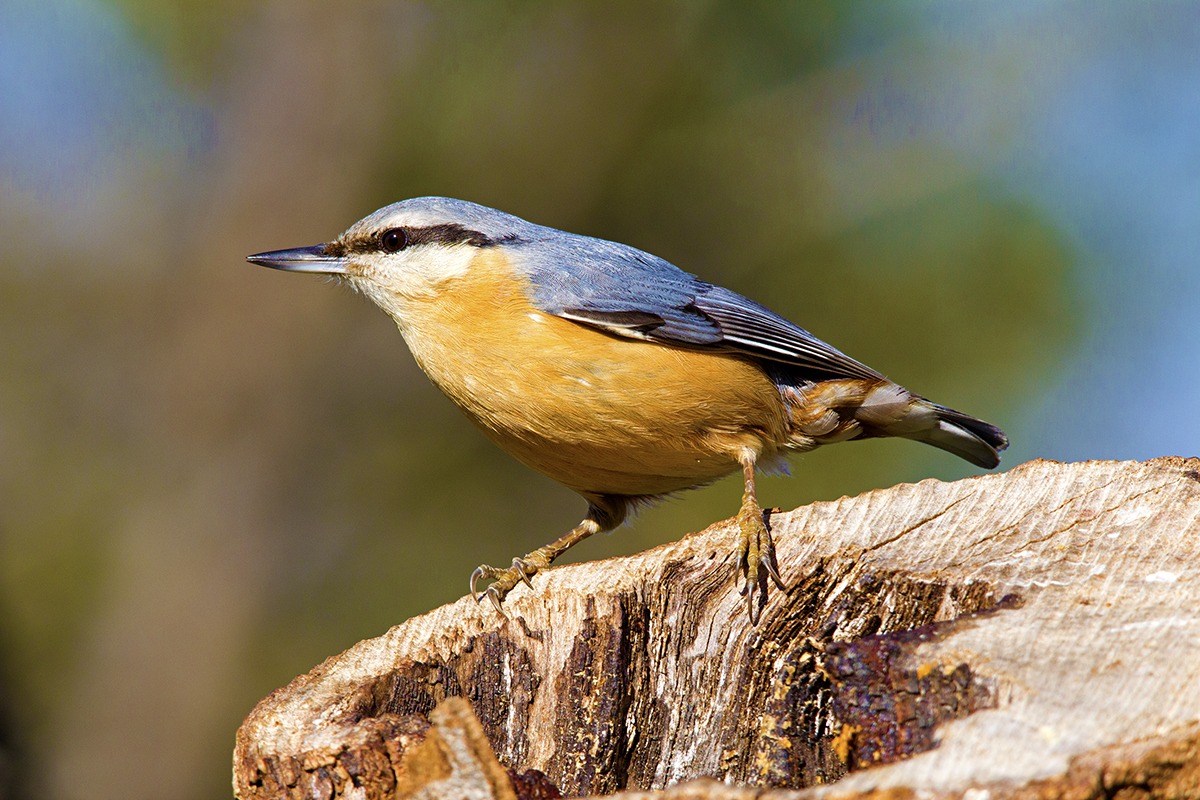 Nuthatch