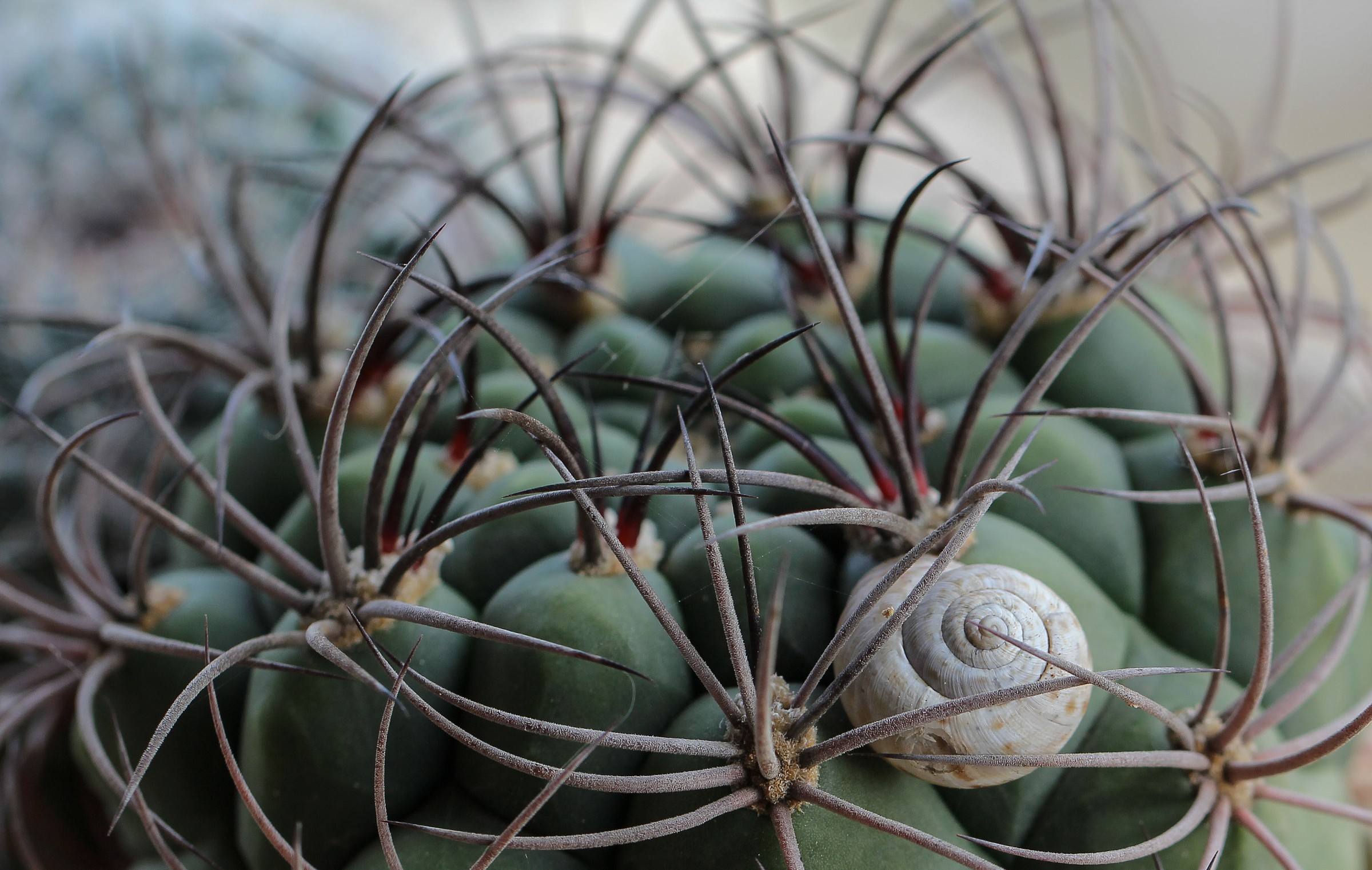 sezione aurea naturale