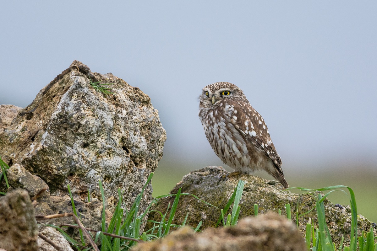 Civetta comune (Athene noctua)