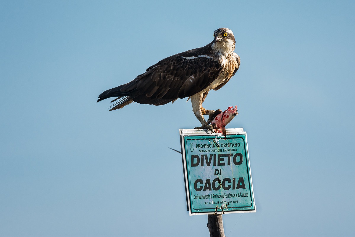 Divieto! Falco pescatore