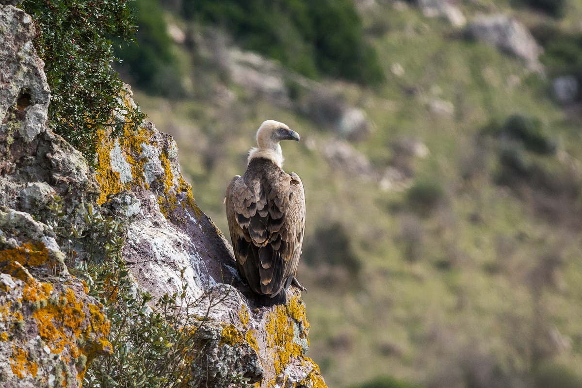 Grifone posato (Gyps fulvus)