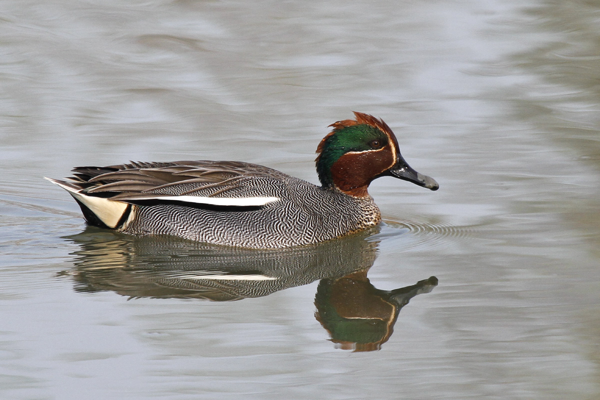 Teal Male