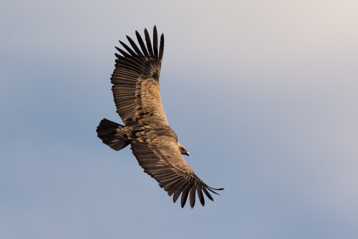 Grifone in volo (Gyps fulvus)