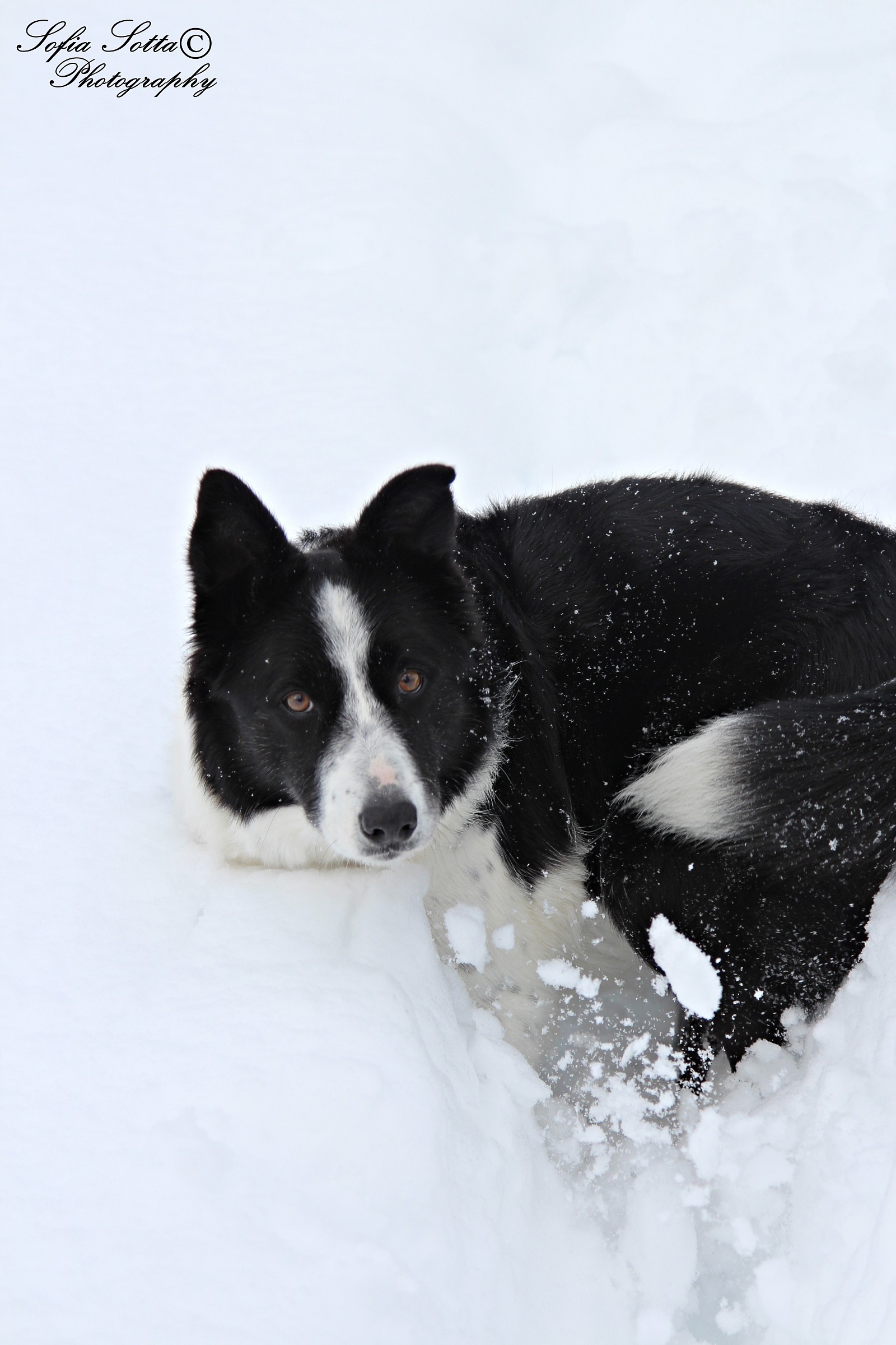 Dog Snow