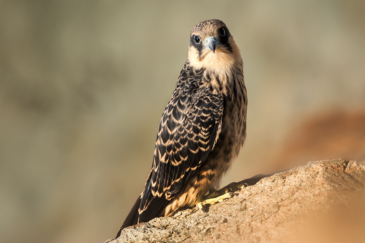 Falco della regina immaturo posato (Falco eleonorae)