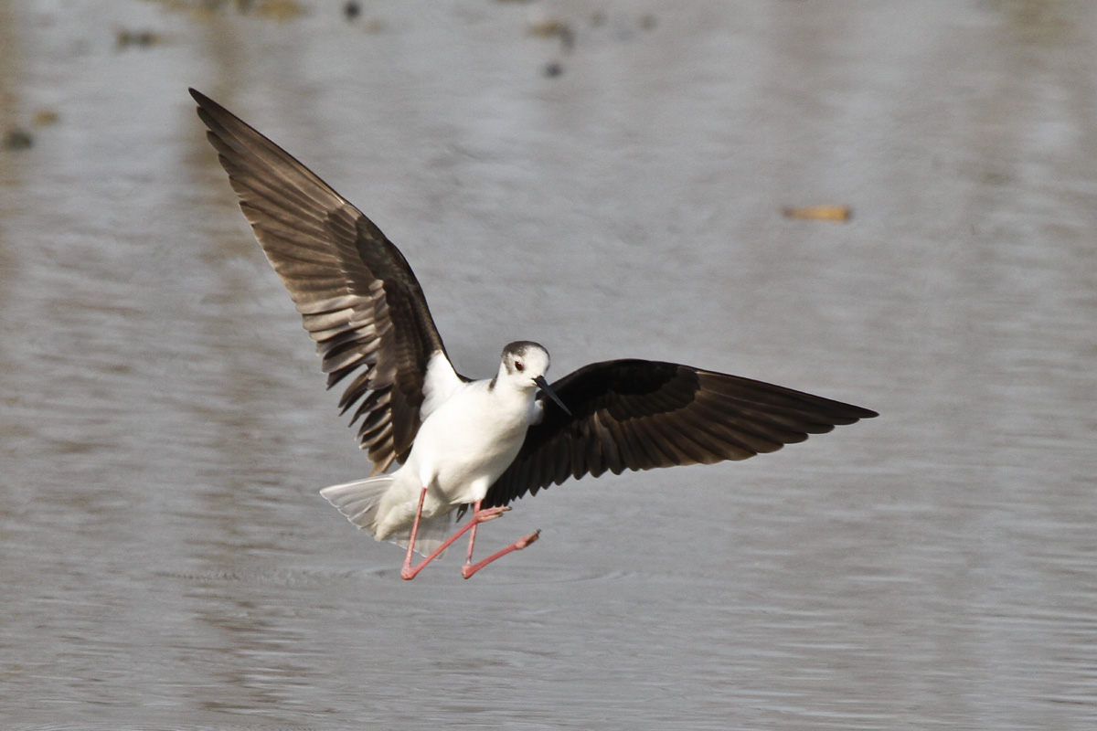 Cavaliere d'italia in atterraggio