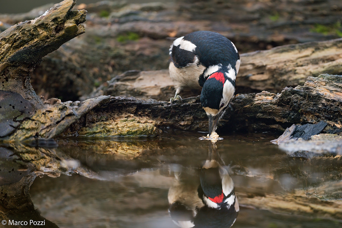 Woodpecker reflection