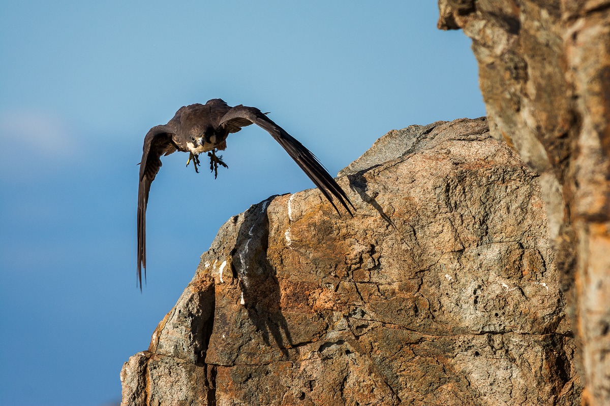 Falco della regina (stacco)