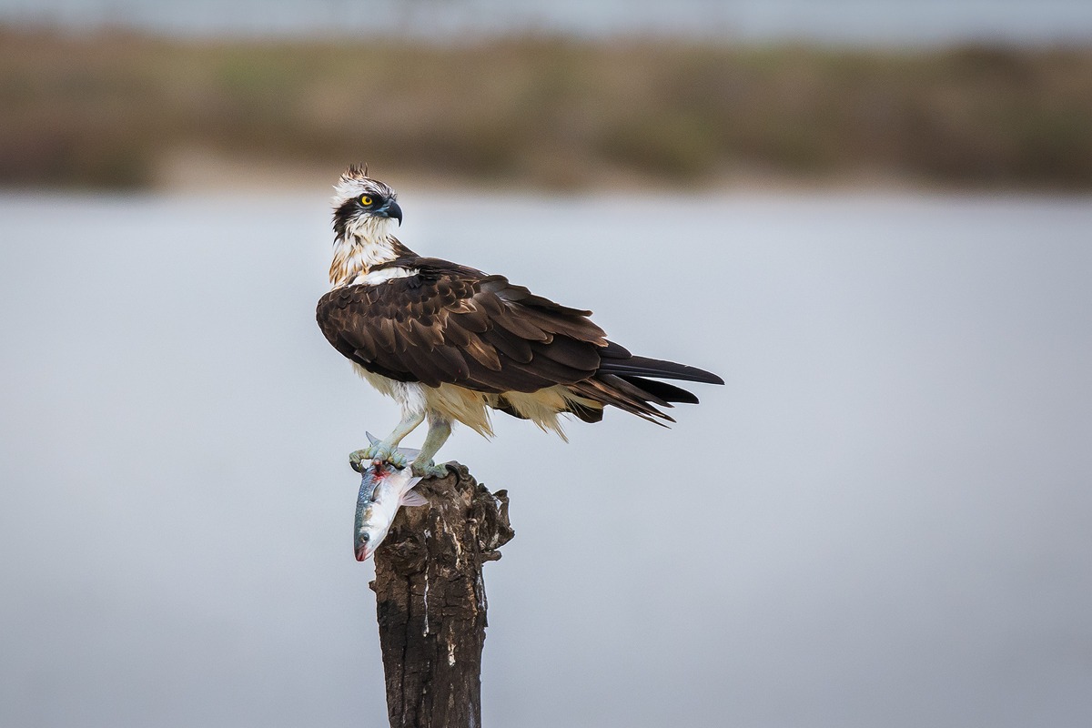 Falco pescatore con preda