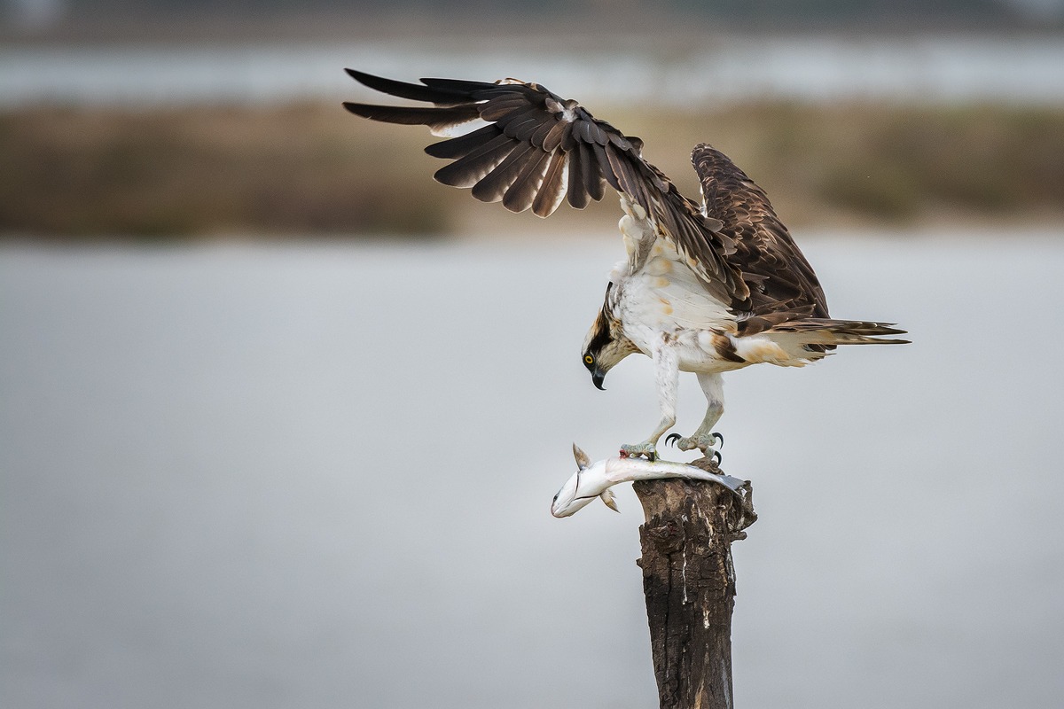 Falco pescatore con preda