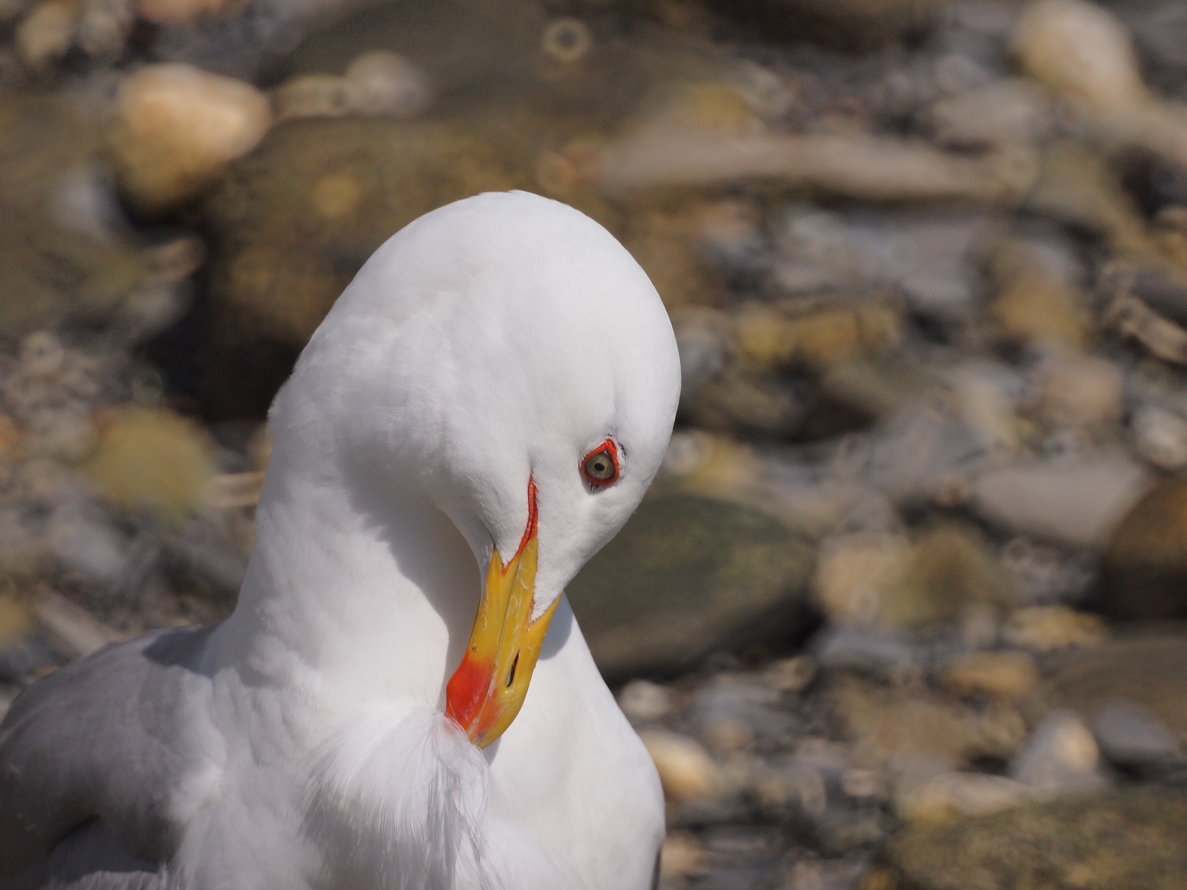 Toilette di gabbiano reale