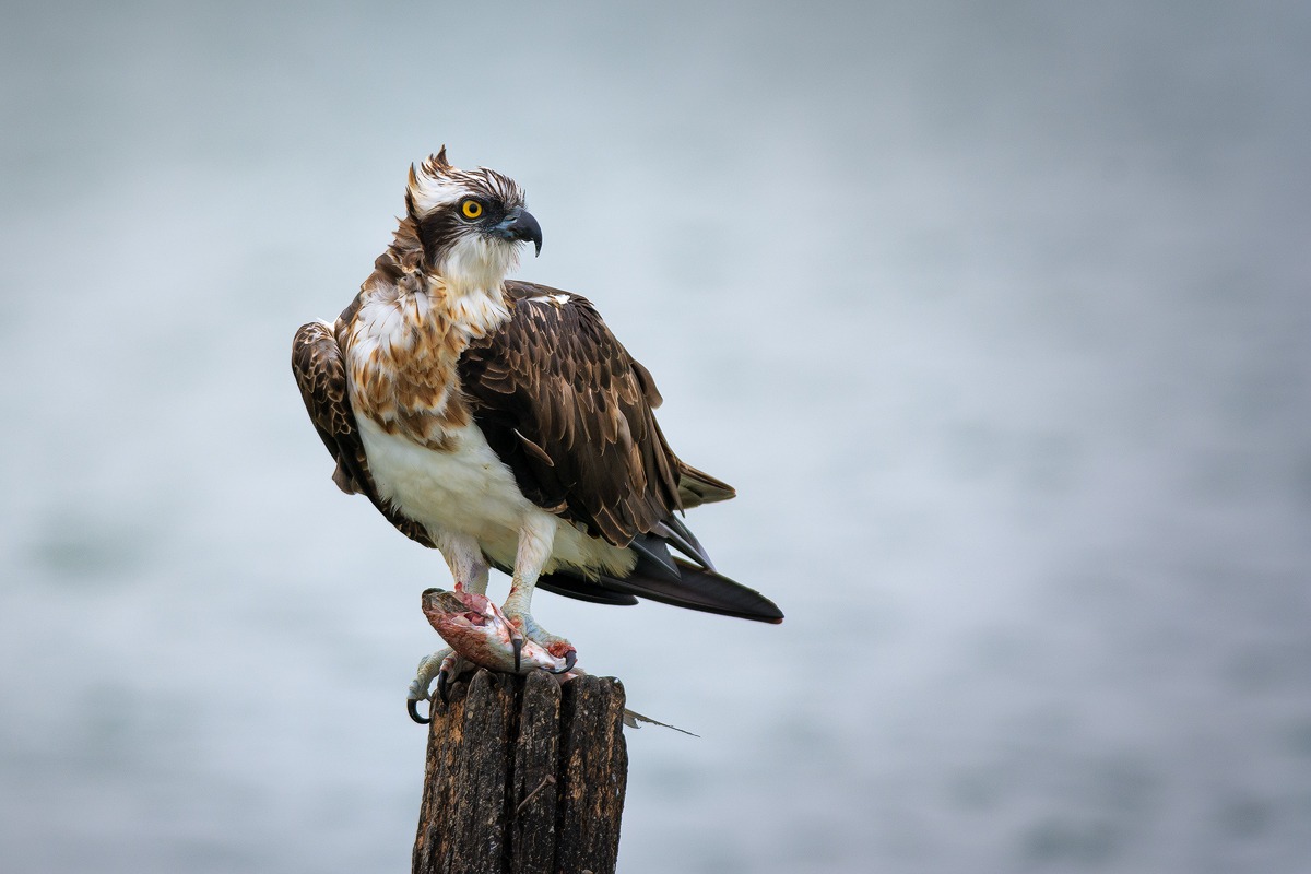 Falco pescatore con preda