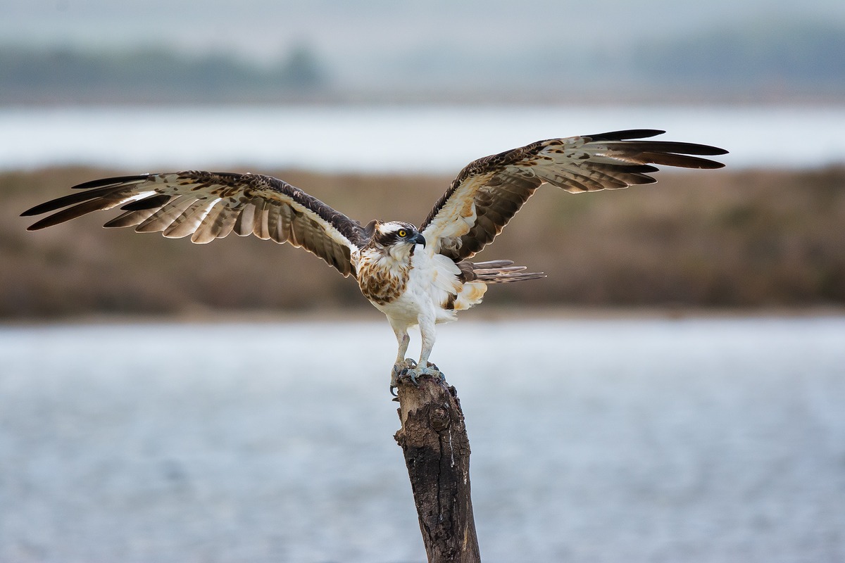 Falco pescatore posato