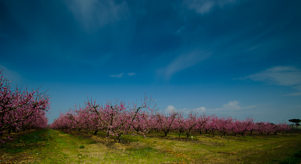 Fiori rosa, fiori di pesco