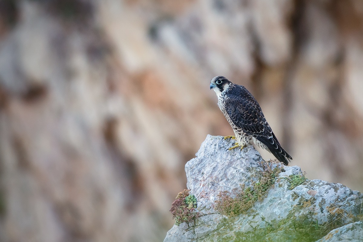 Falco pellegrino (Falco peregrinus)