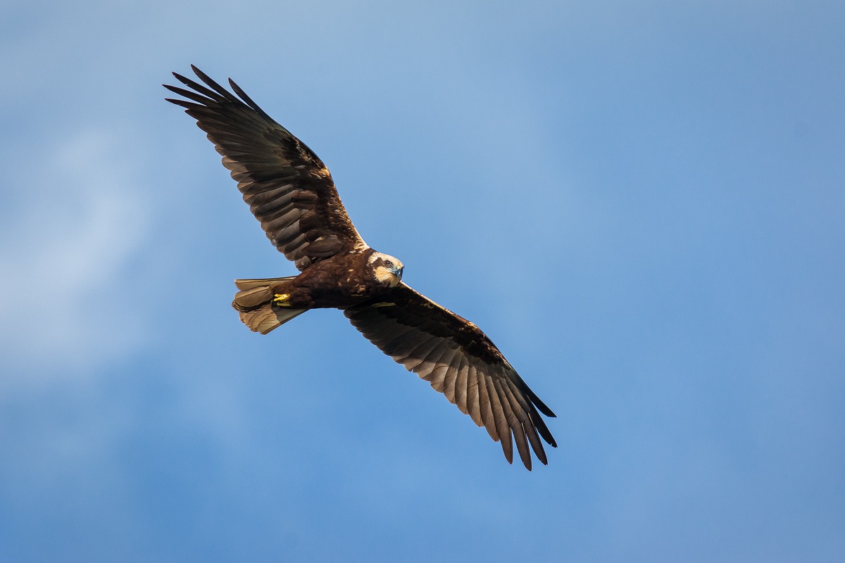 Falco di palude femmina