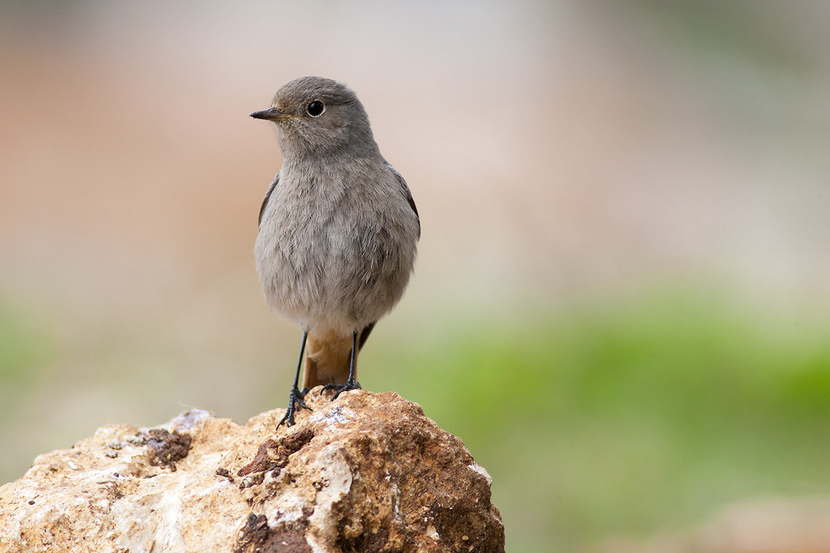 Codirosso spazzacamino