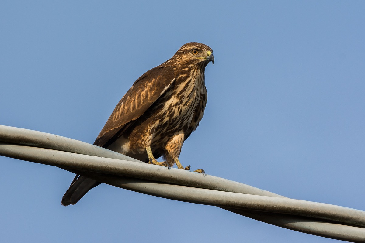 Poiana (Buteo buteo)