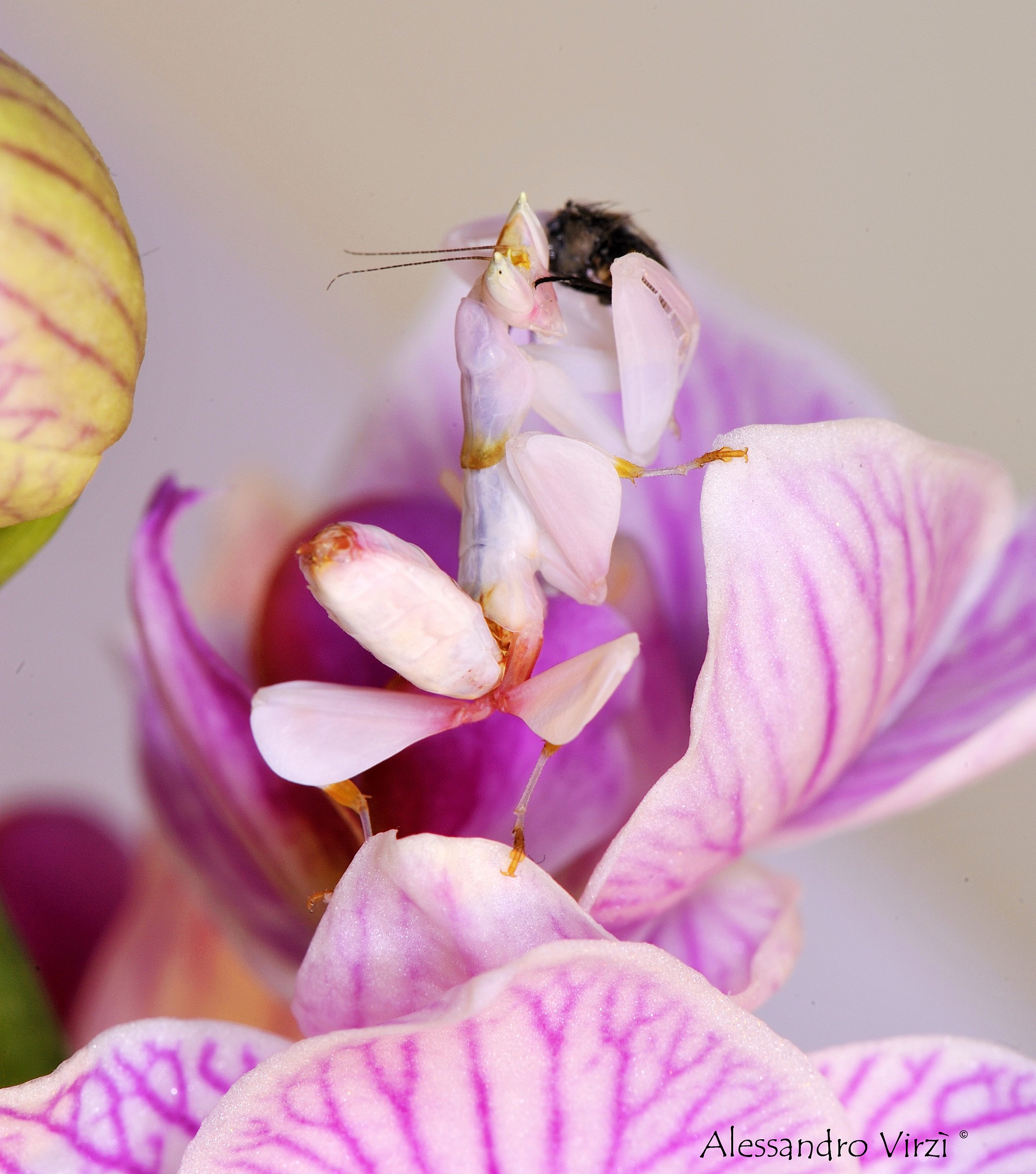 The art of predation