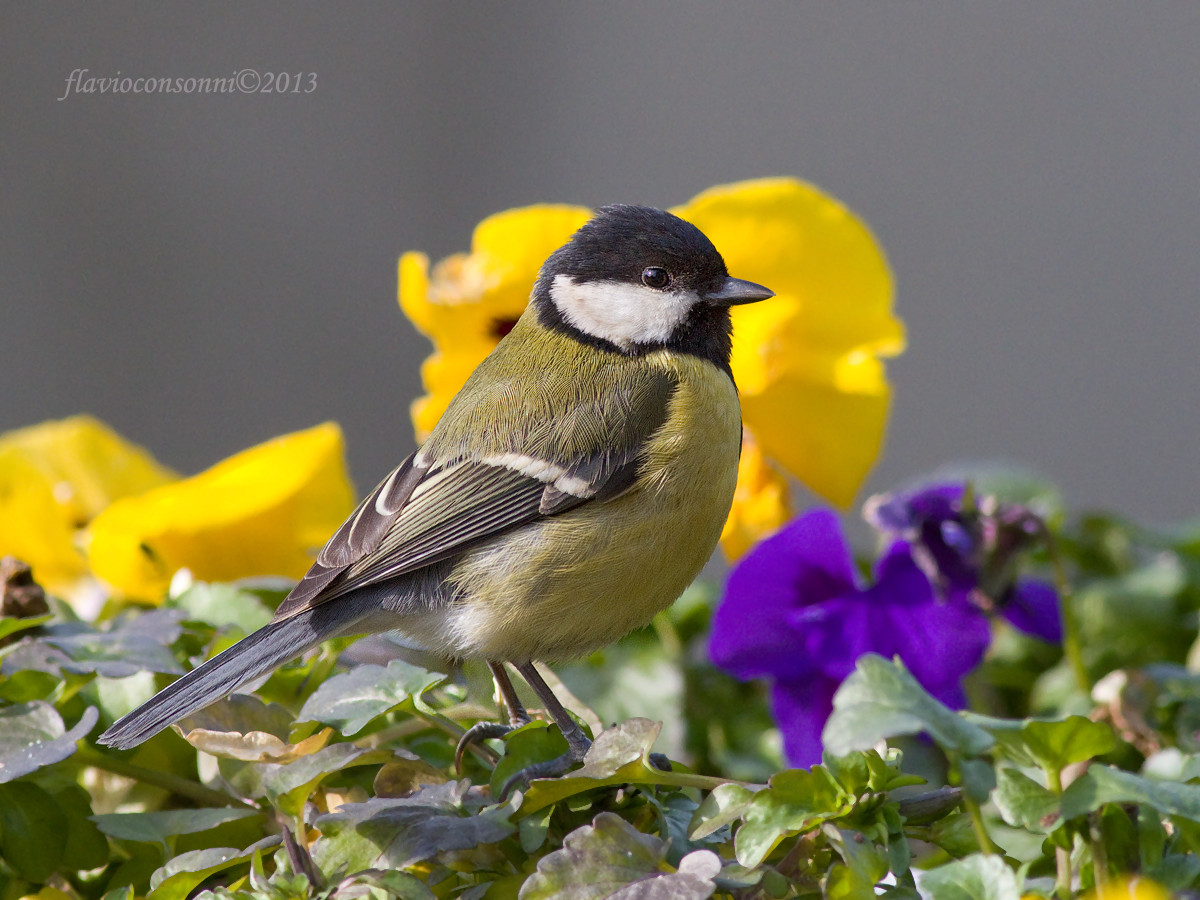 Great Tit