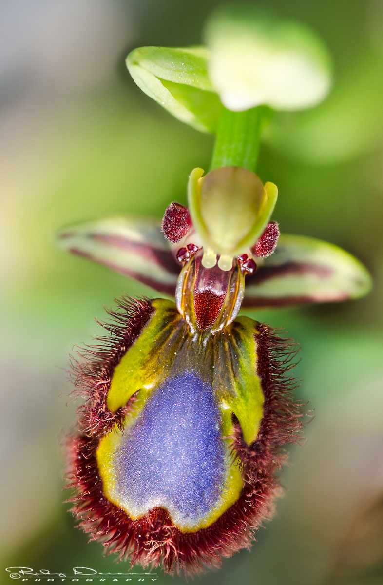 Ophrys speculum