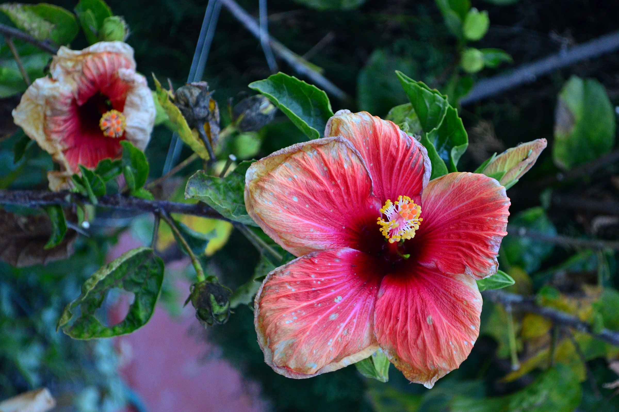 bouganville appassita