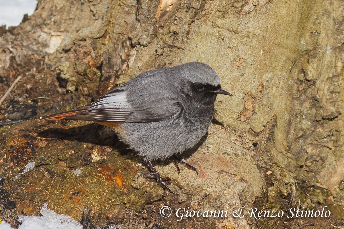 Black Redstart