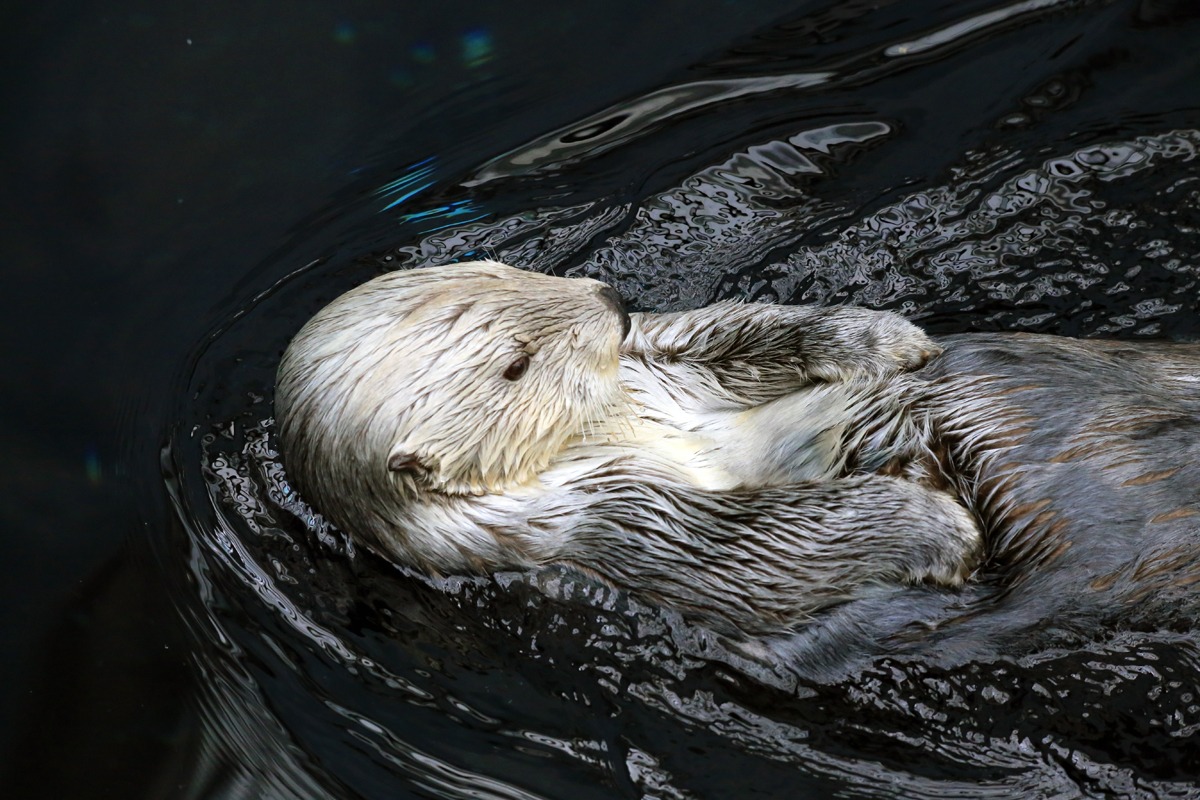 sea ??otter aquarium lisbon