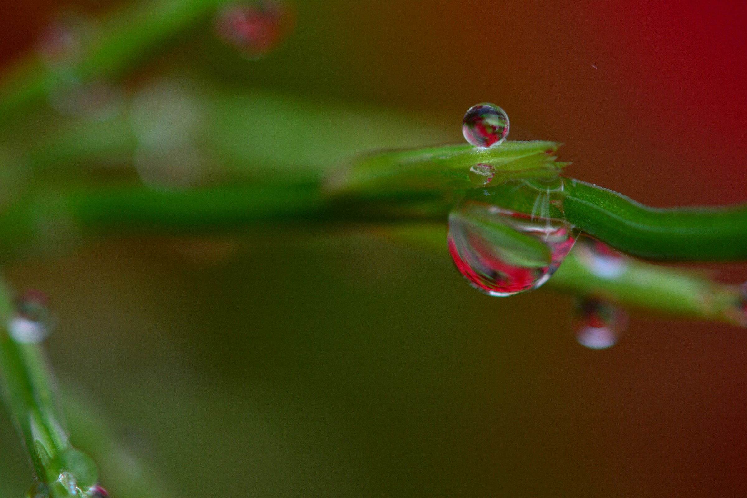 Azaleas between the drops