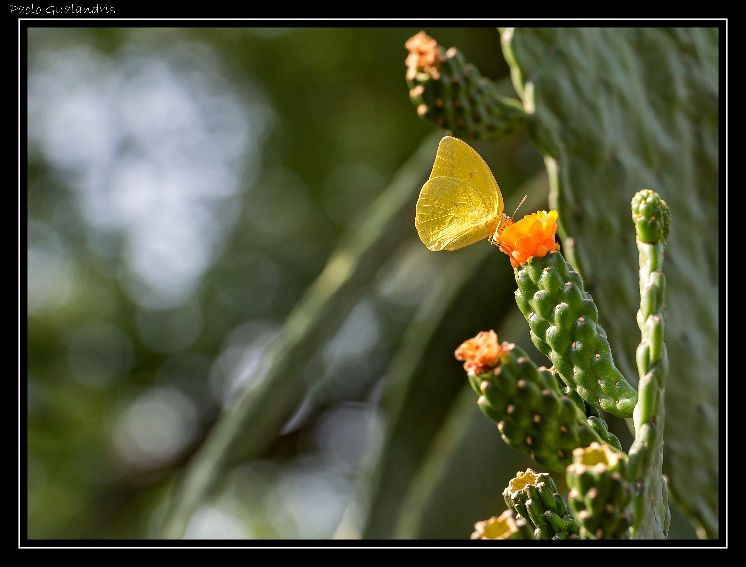 Yumm Yumm ... Pappa Good ...