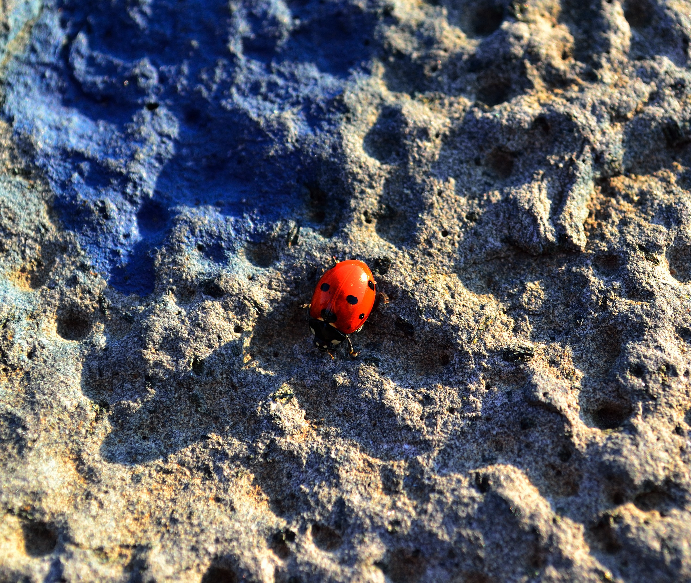 Coccinella