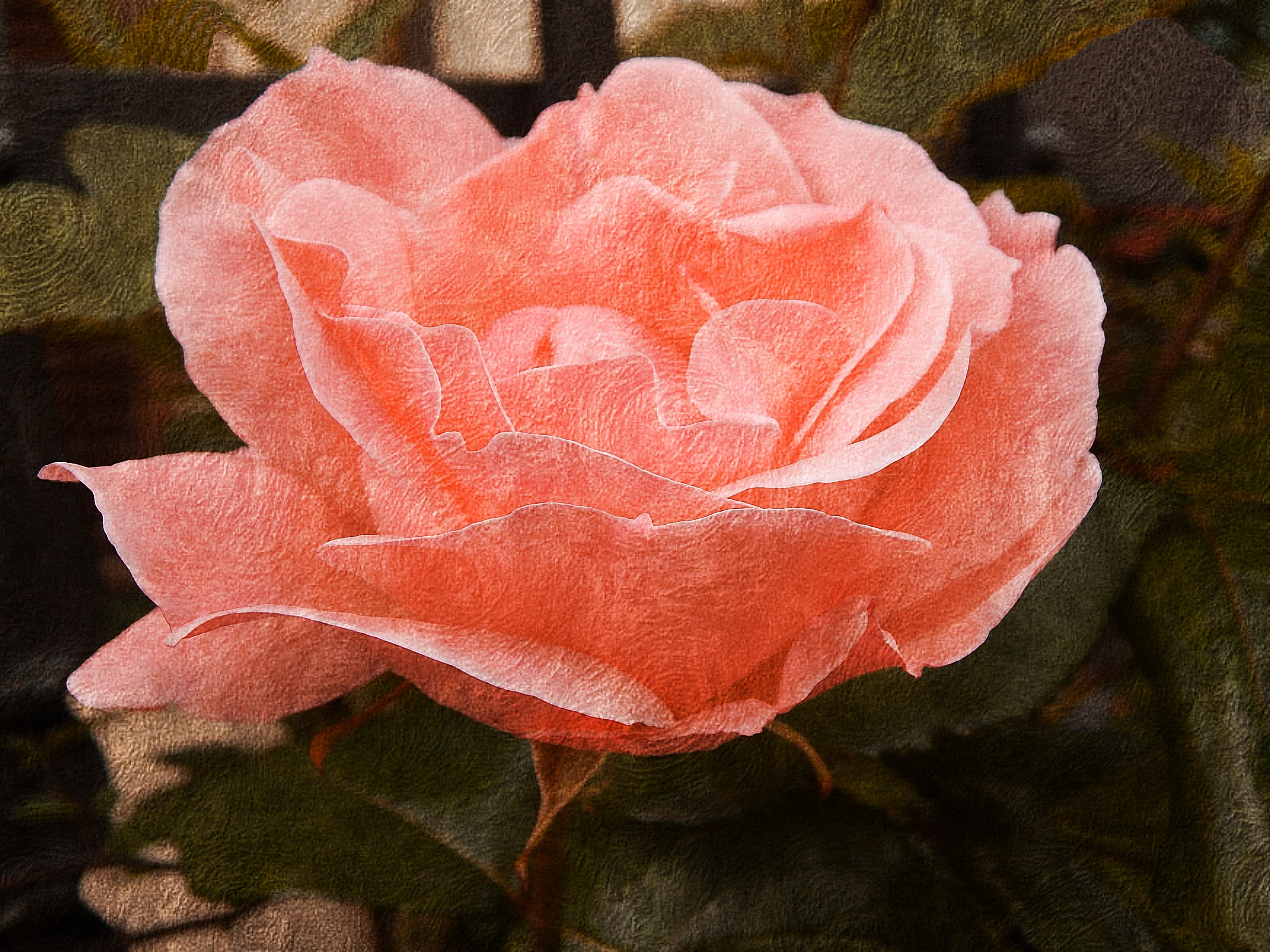 ti regalero' una rosa