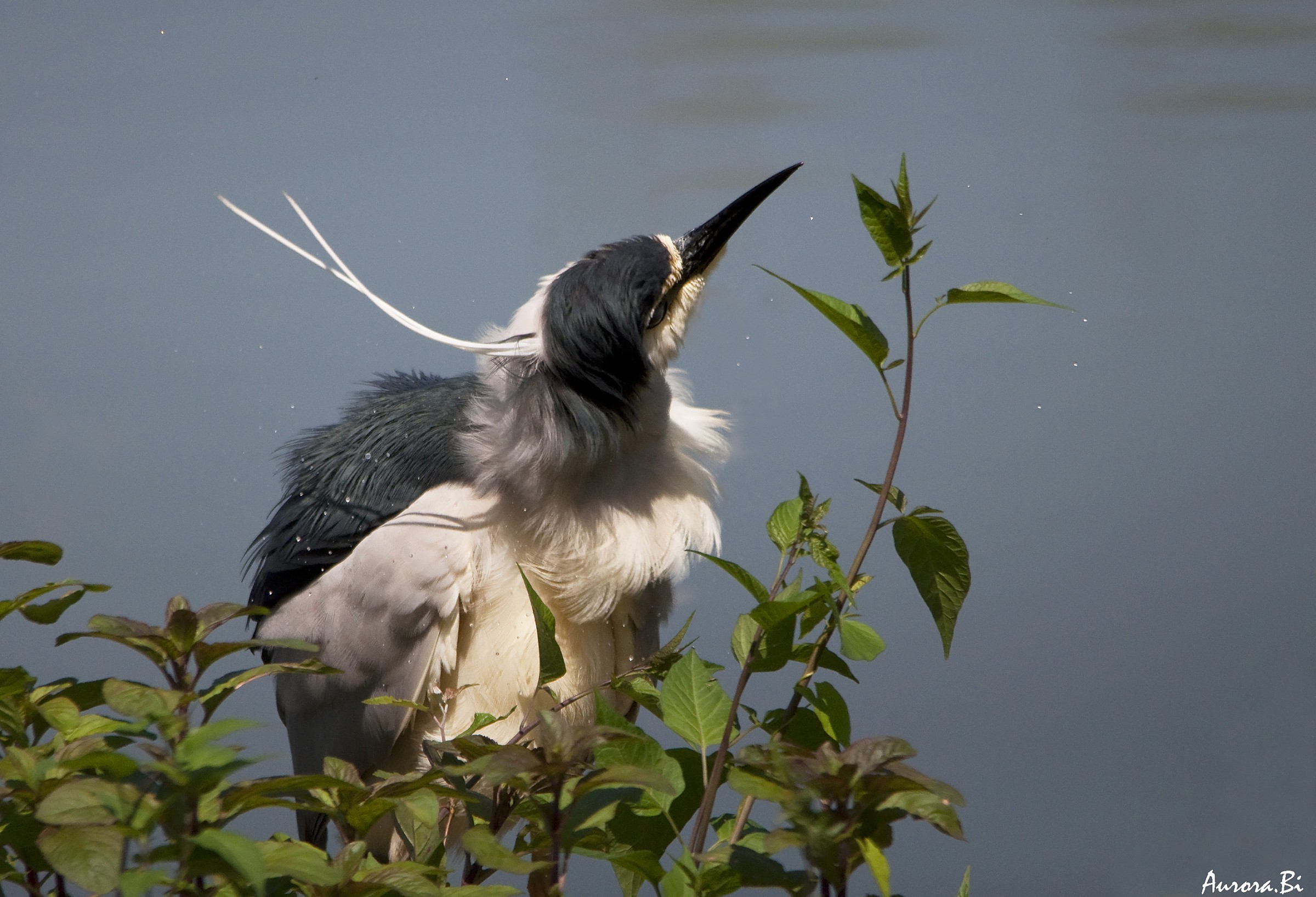 The Night Heron shakes