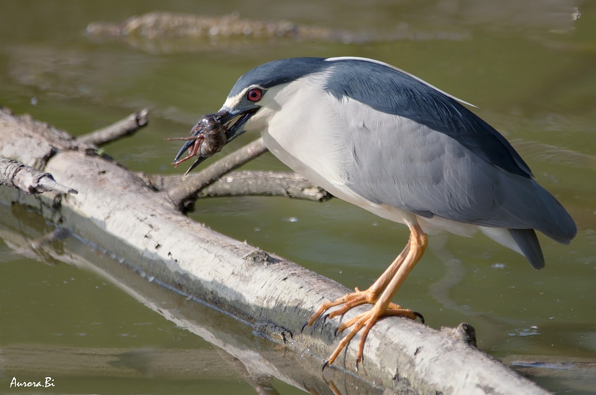 The Night Heron and shrimp